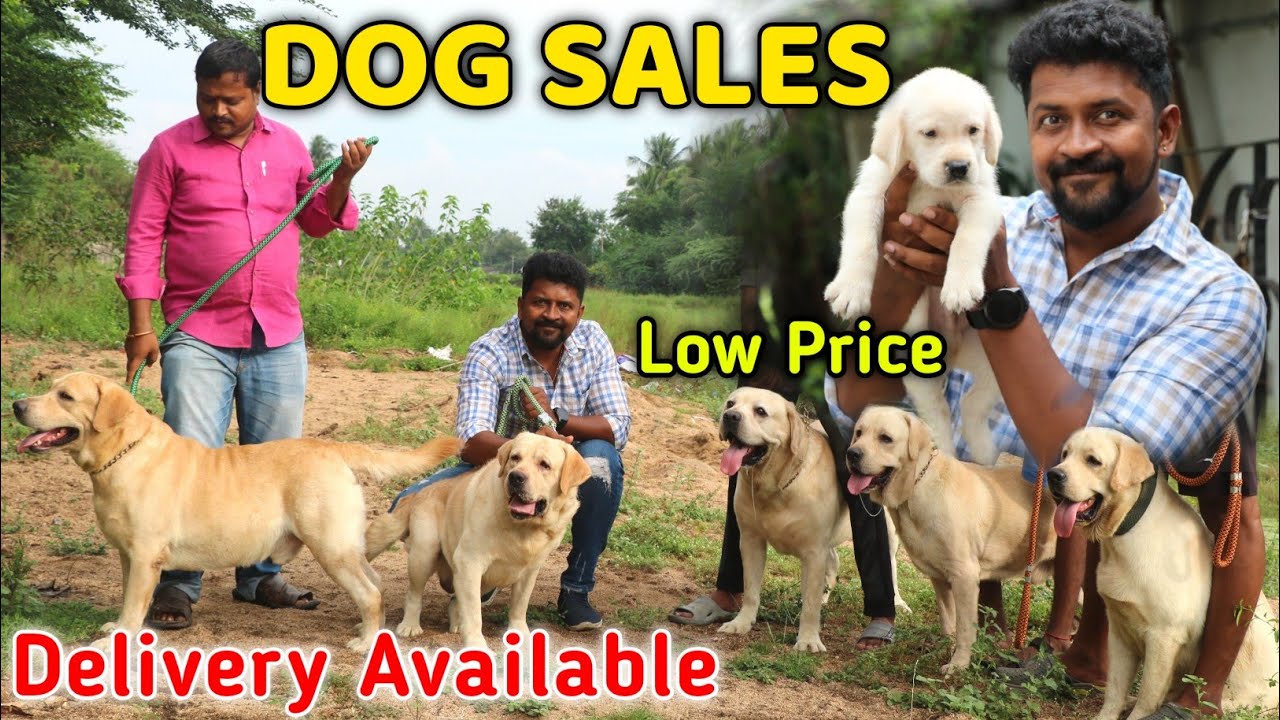 DOG For Sales/Delivery Available/Puppy's Price List/Kennel in Tamilnadu