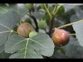 How to Grow LOTS of FIGS | Why FIGS Burn Your MOUTH and IRRITATE Your Skin? | Eating a Raw FIG