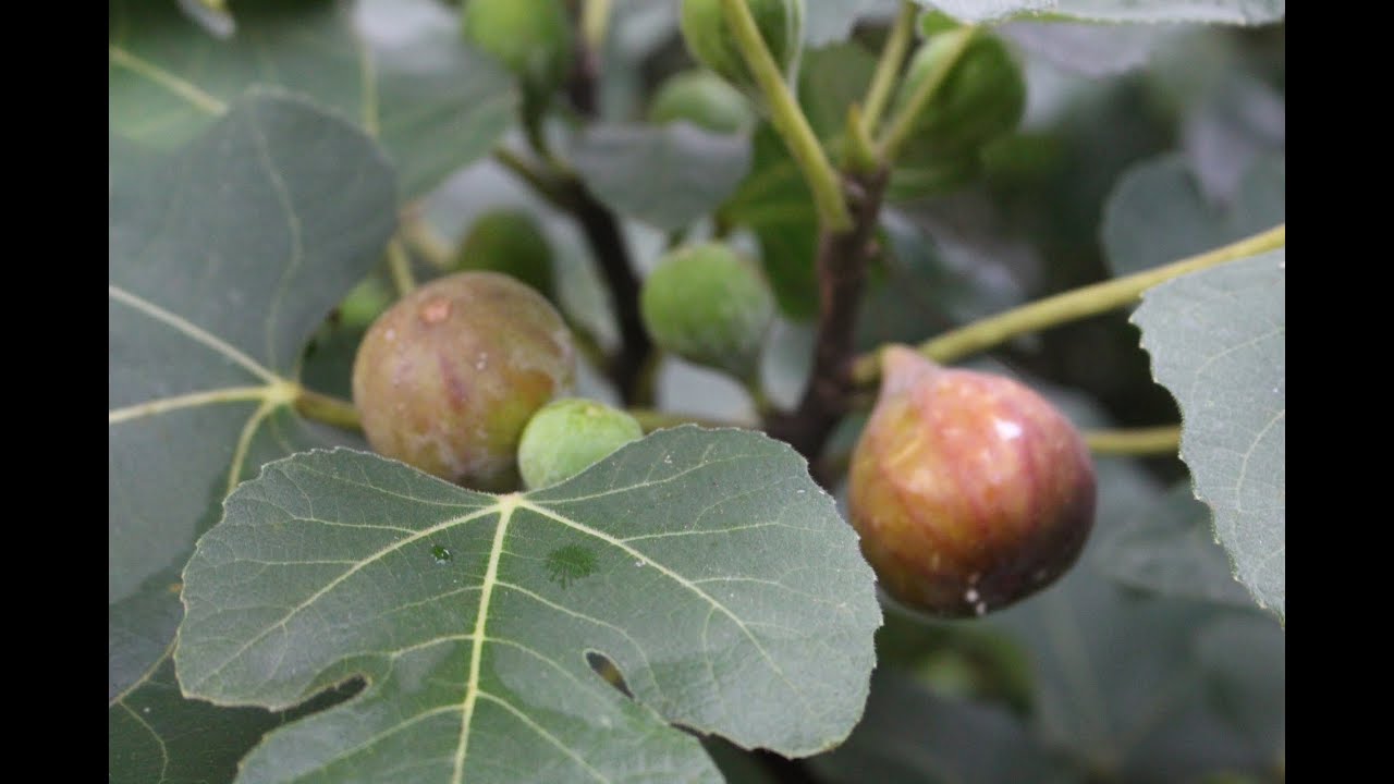 How to Grow LOTS of FIGS Why FIGS Burn Your MOUTH and IRRITATE Your