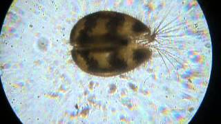 水槽にわいた虫について 熱帯魚を飼っている水槽に0 5 ほどの虫が沢 虫除け 害虫駆除 教えて Goo