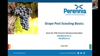 Grape Pest Scouting Basics (May 6, 2024)