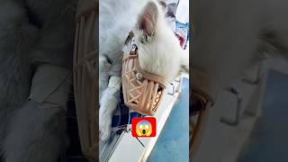 puppy😍lover #puppy #dog #dogs #shorts #reels #viral #subscribe #animals #trending #live #ytool