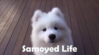 Samoyed Life Trailer by Samoyed Life 19,808 views 6 years ago 31 seconds