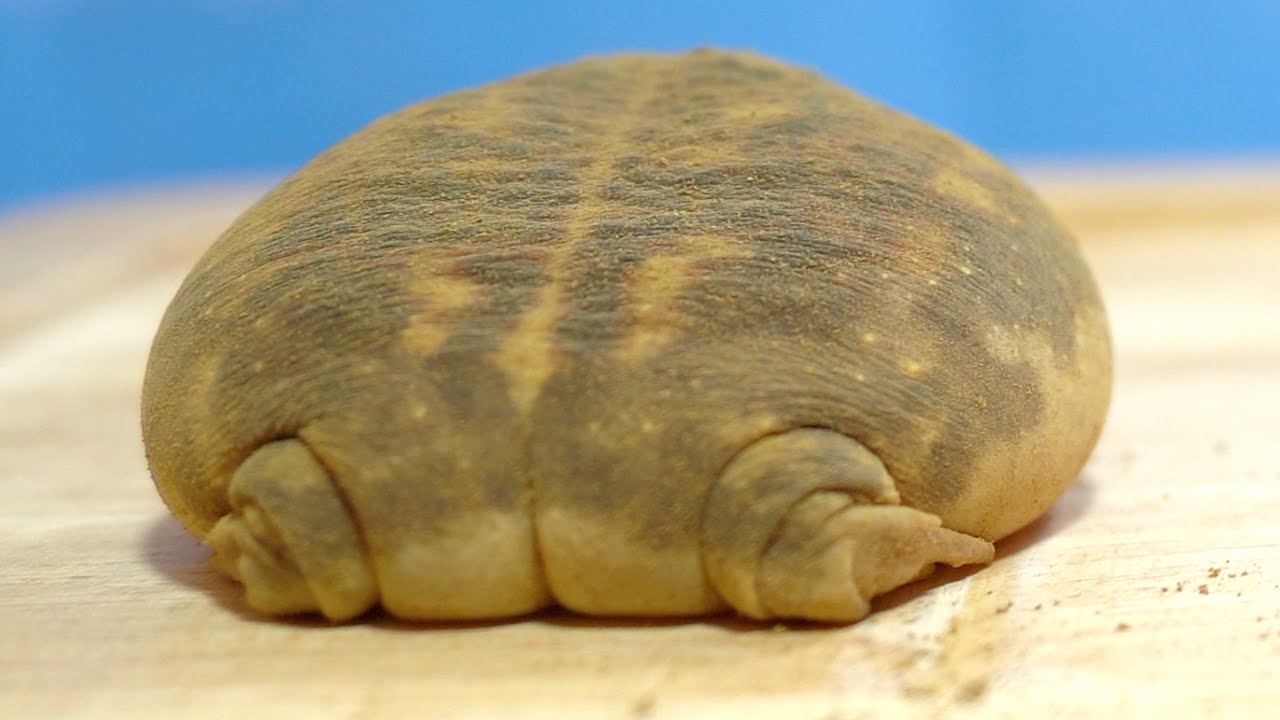 Black rain frog butt