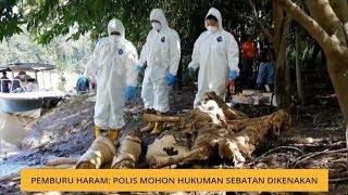Pemburu haram: Polis mohon hukuman sebatan dikenakan