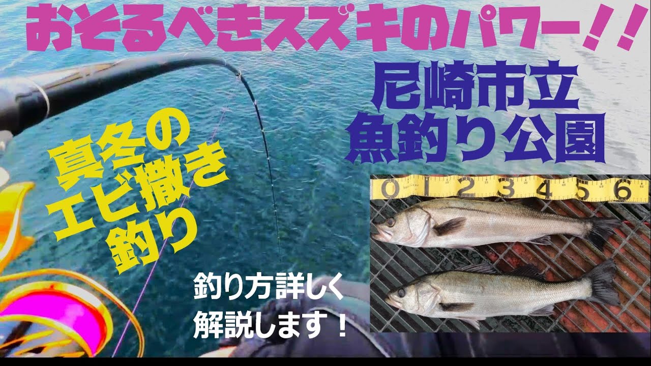 【尼崎市立魚つり公園】おそるべき寒スズキのパワー！！（エビ撒き釣り）