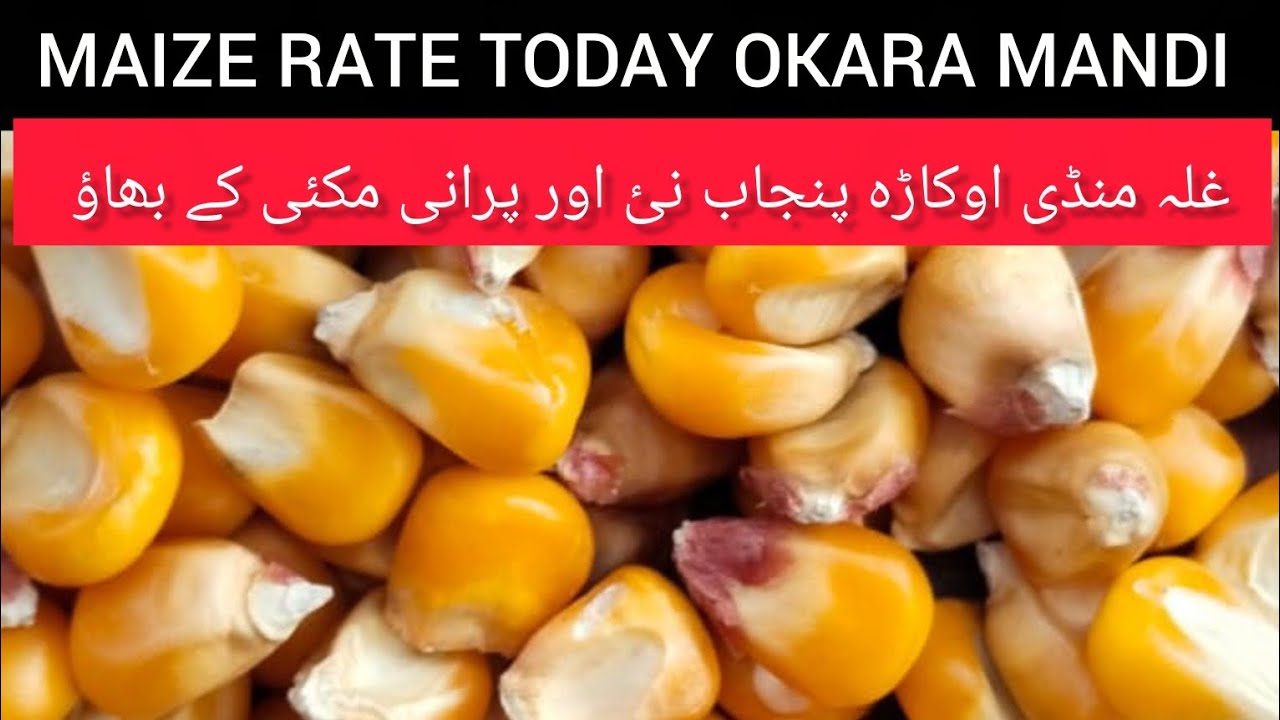 MAIZE RATE TODAY OKARA MANDI PUNJAB PAKISTAN 08.02.2026