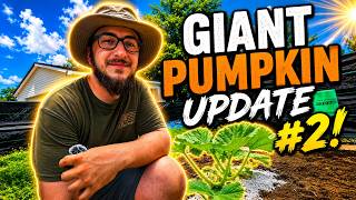 🌱 Memorial Day Giant Pumpkin Update #2 These Atlantic Giants are taking off! 🎃👨‍🌾