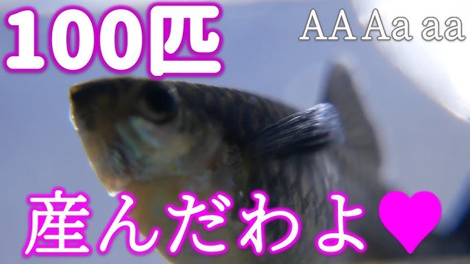 チャーム グッピー出産の瞬間 卵胎生 ブルーグラスの繁殖 Bleeding 稚魚産仔シーン Youtube