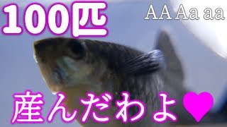 【産仔と遺伝】赤虫を毎日与えた結果、大きい稚魚がこんにちは！お、おう・・・。遺伝のお話もあるよ【ふぶきテトラ】