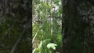 King kobra di atas pohon  anjing menunggu dibawah berburu video shorts