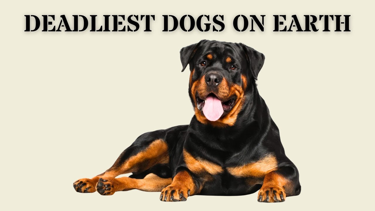 Every Military & Police Dog Breed Used in Operations