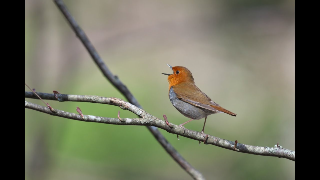 野鳥ガイド 野鳥撮影ガイド ペンション あるびおん