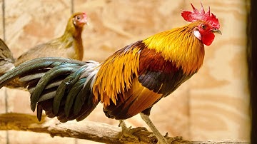 Red Jungle Fowl Hybrids | Lau Qaib Qus Txuam Tsoov Nrog Poj Qaib Qus F1