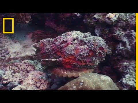 Vidéo: Le corail d'élégance peut-il piquer ?