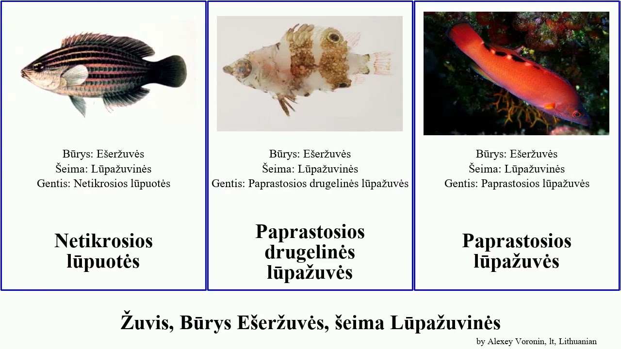 Žuvis, Būrys Ešeržuvės, šeima Lūpažuvinės lūpažuvės fish pavo undulatus Paprastosios papūgžuvės