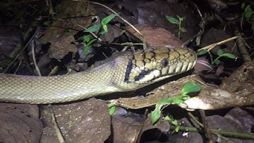 Amethystine Python   HD 720p
