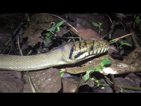 Amethystine Python   HD 720p