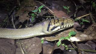 Amethystine Python   HD 720p