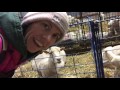 Stuck Lamb ~ Helping Lamb a Ewe. |  Vlog #4
