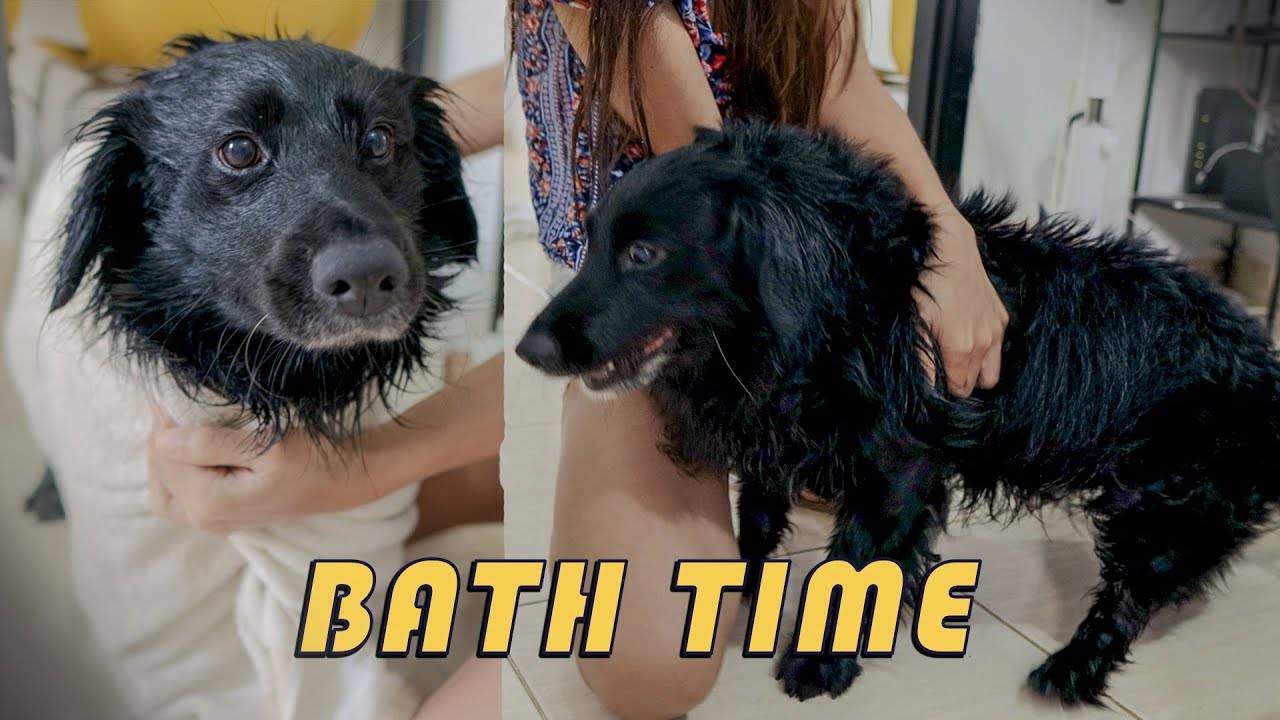 Dachshund Funny Reaction To Bath Goes Zoomies YouTube
