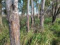 Knee deep in whitetail paradise