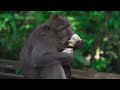 Amazon Jungle   Amazon Rainforest   Nature Documentary   Amazon Rainforest Stock Video Footage