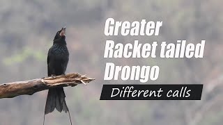 Greater Racket tailed Drongo different calls and sounds @IndianBirdVideos