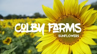 Colby Farms Sunflower Field // Flower Field