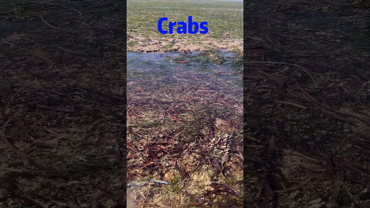 Crabs |Crabs Raking | Catching crabs at Thompson Beach South Austrlia