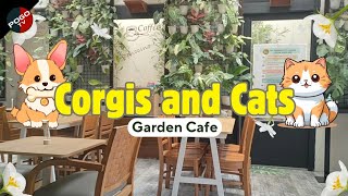 Corgis and Cats Garden Cafe | POGO TV