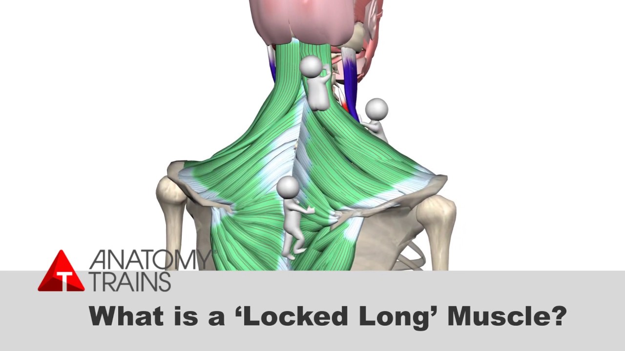 muscles of the foot Rotator Cuff Exercises, Anatomy Trains and more.