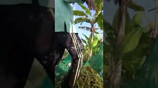 mong di wayu jare aas rolanie