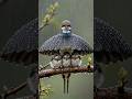 Mother Bird Uses Her Wings as Umbrella 🐦💧 | Heart-Touching Nature Moment #lovebirds #shorts