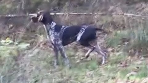 Early pointing training a young German Shorthaired Pointer