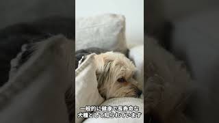 【チベタンテリアの雑学】 #dog #雑学 #犬のいる暮らし#1分雑学