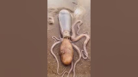 Octopus in a bottle!