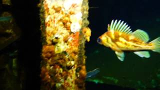 17 Jan 2016 - Dive 1 - HMCS Chaudiere part 4