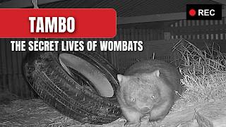 Wombat Caught on Camera: You Won't Believe What He Did!