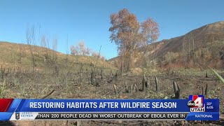 Wildlife officials begin restoring vegetation destroyed by Utah wildfires (6 p.m.) How Do Wildfires Impact Utah S Wildlife