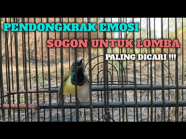 SOGON GACOR NGLEPER ! PANCINGAN EMOSI ! CUMA SEBENTAR class=