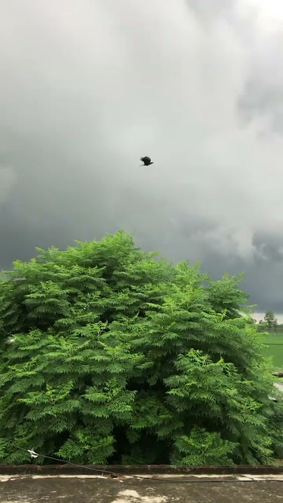 Kya mausum aya hai #song #bollywood #mausam #mausm #love #mausam #mausam_ki_barish