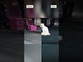 #lightroom #edit #bangalore #before vs #after @Lightroom #cat #cats