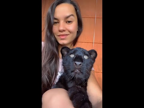 How has the panther Luna changed in a year❤️ / little leopard 🐆
