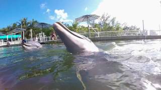 Dolphins Plus Bayside | Key Largo, FL