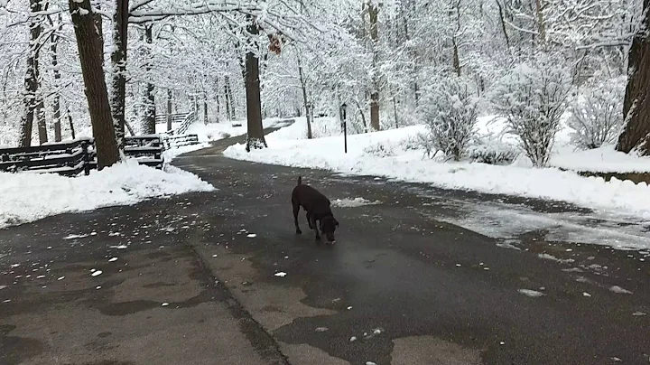 Winter on Walnut Hill