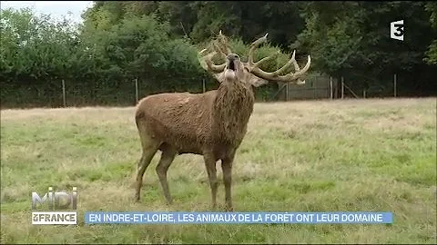 Où voir des animaux en Indre-et-loire ?