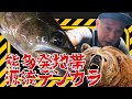 【渓流釣り】熊の領域で大岩魚と対決、生き残る最後の天然 ヤマトイワナ 源流テンカラ テンカラ釣り 毛鉤 Tenkara Fly Fishing Japan