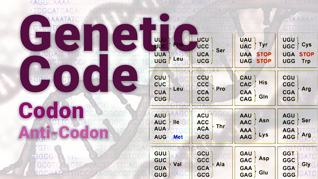 Genetic Code | Codon | Anti-Codon | Marshall Nirenberg & Har Gobind ...
