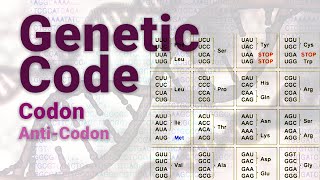 Genetic Code | Codon | Anti-Codon | Marshall Nirenberg & Har Gobind Khorana Cracked  Genetic Code